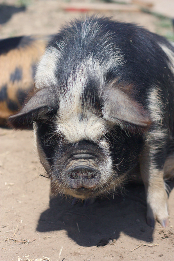 Primal-Pastures-Kunekune