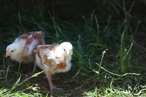 Primal-Pastures-chicks